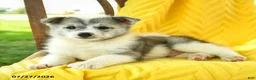 Pomsky dogs for sale: Ryan - Ad 1