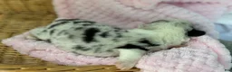 Mixed Breed dogs for sale: Merle  - Ad 2