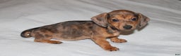 Miniature Dachshund dogs for sale: Frank Mini  - Ad 3
