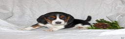 Beagle dogs for sale: Tina - Ad 2