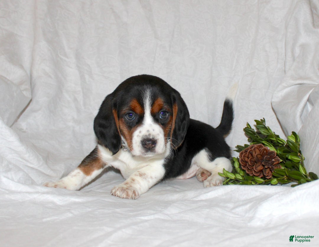 Beagle dogs for sale: Tina - Ad 2