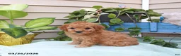 Toy Poodle dogs for sale: Peanut  - Ad 5