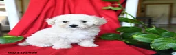 Bichpoo dogs for sale: Shiloh - Ad 4