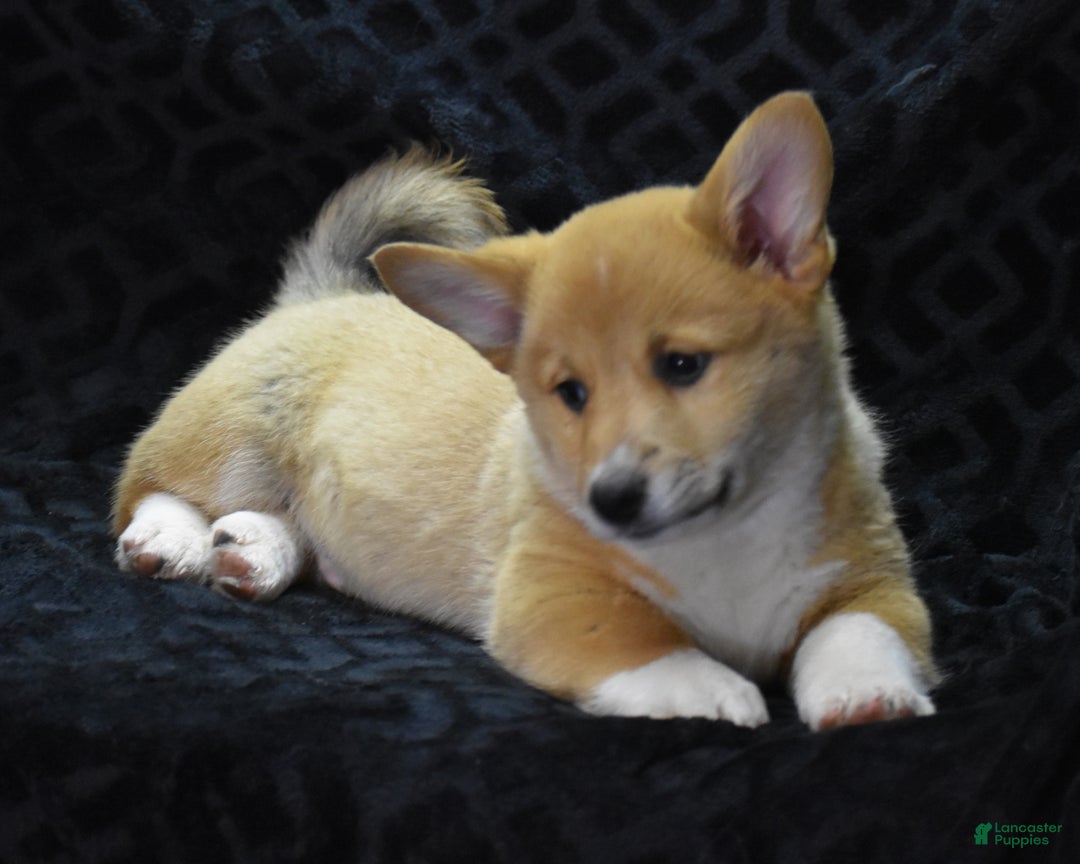 Welsh Corgi Pembroke dogs for sale: Moonbeam - Ad 3