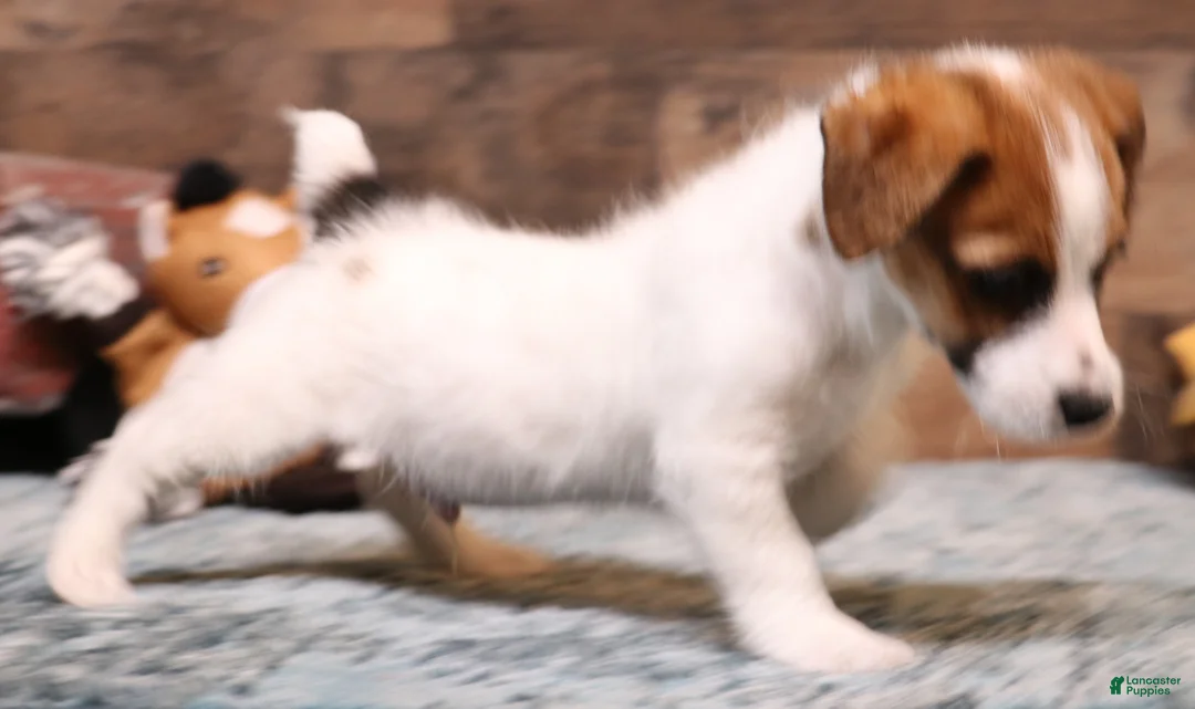 Jack Russell Terrier dogs for sale: Willie shorty male - Ad 2