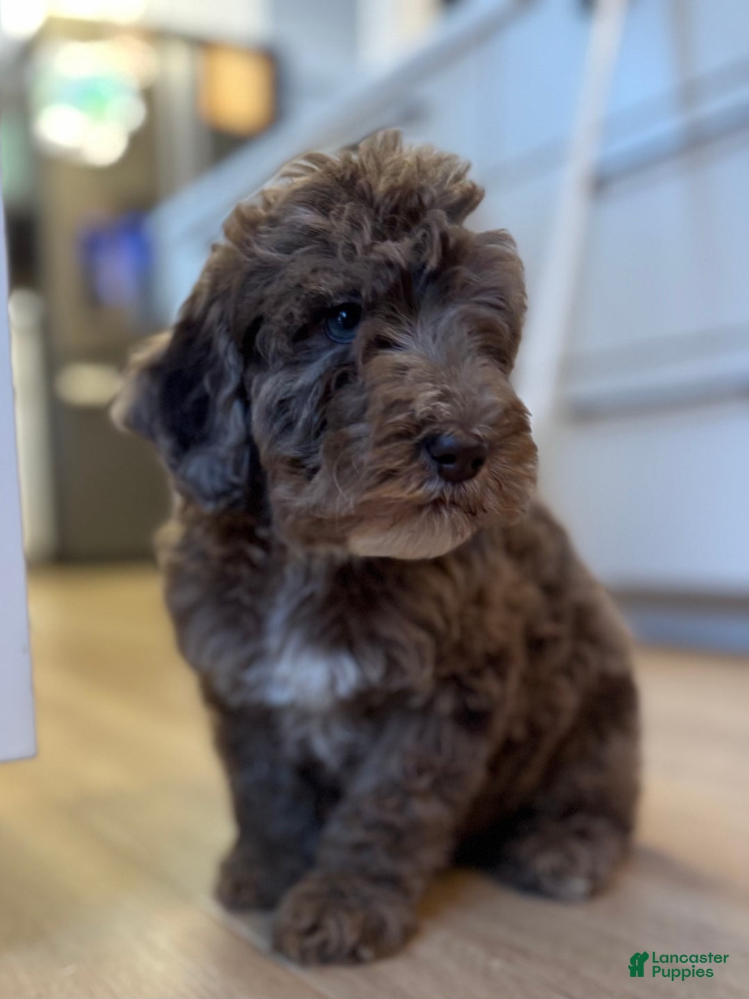 Mini Goldendoodle dogs for sale: Milo - Ad 3