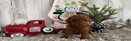 Cavapoo dogs for sale: Shiloh - Ad 3