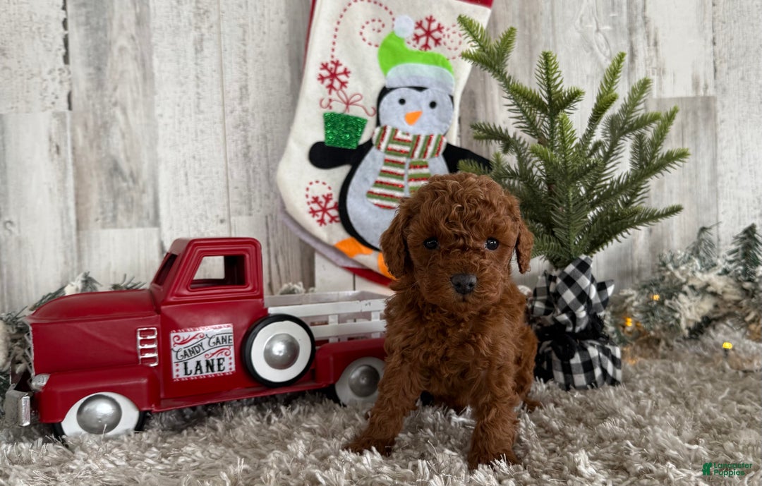 Cavapoo dogs for sale: Shiloh - Ad 3