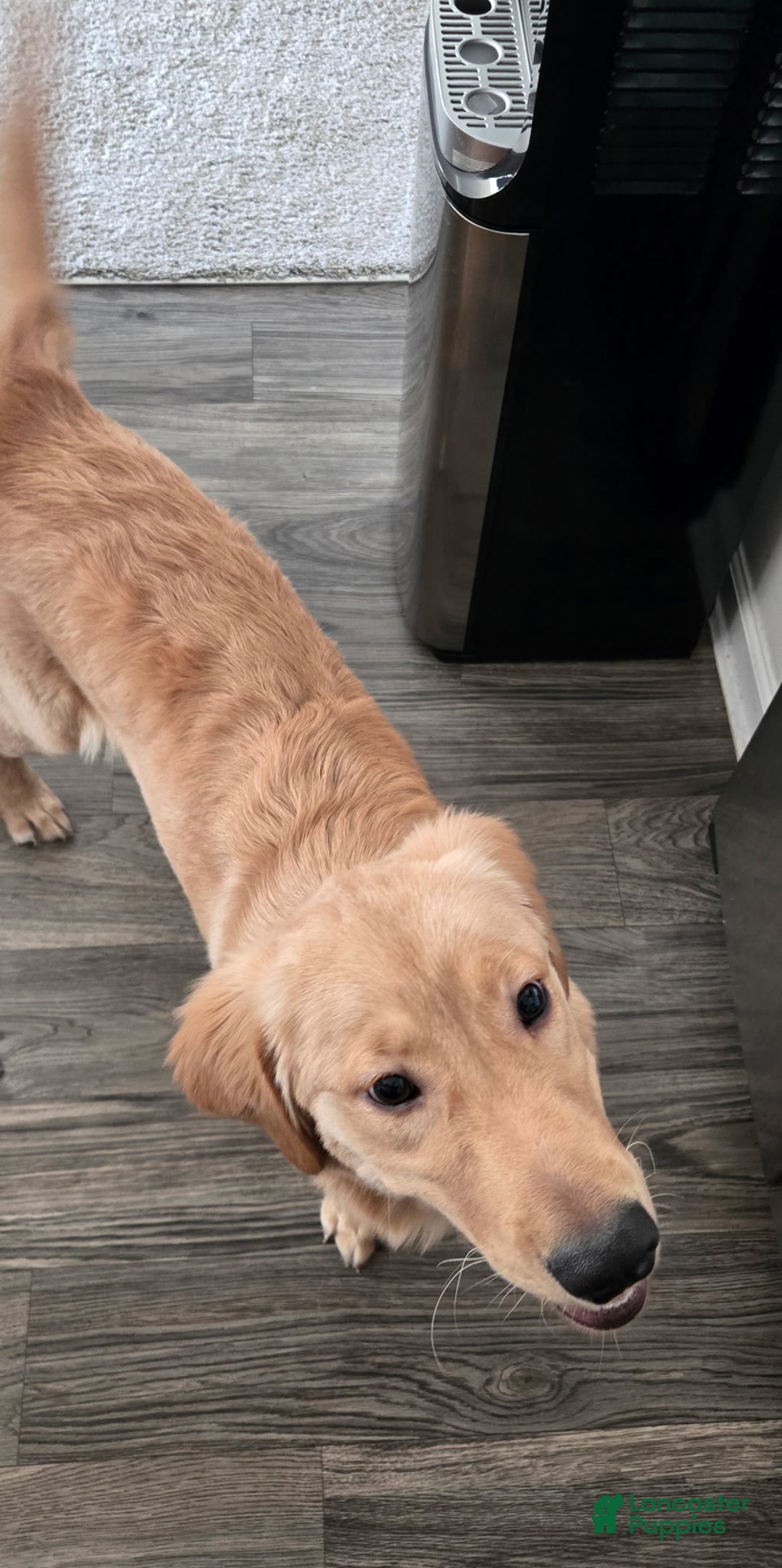 Golden Retriever dogs for sale: Golden Retriever Puppy 1 - Ad 3