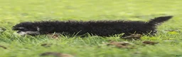 Maltipoo dogs for sale: Woody Maltipoo  - Ad 5