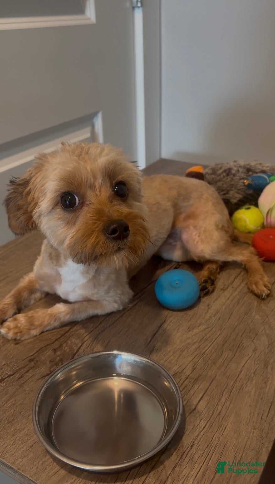 Mixed Breed dogs Mixed Breed Puppy 1 - Ad 1