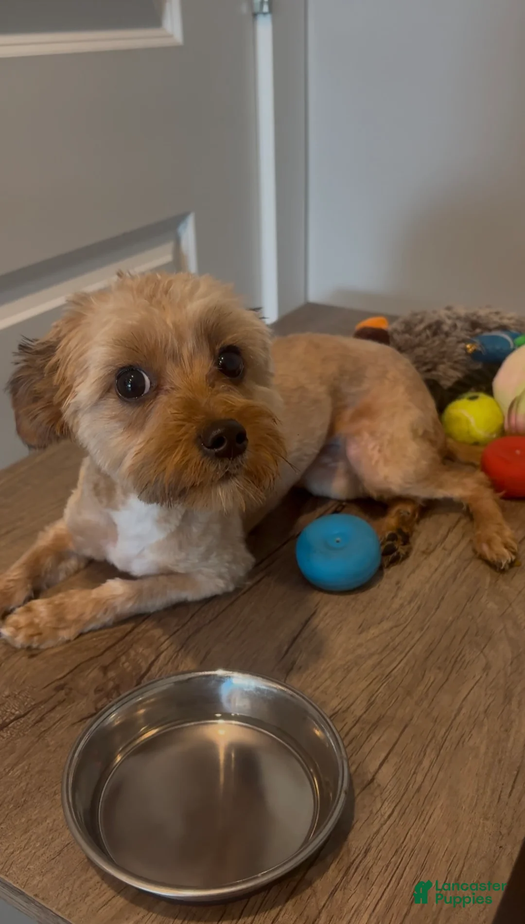 Mixed Breed dogs for sale: Mixed Breed Puppy 1 - Ad 1