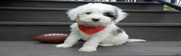 Sheepadoodle dogs for sale: Tucker-MEDIUM - Ad 8