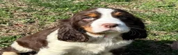 English Springer Spaniel dogs for sale: Max - Ad 10