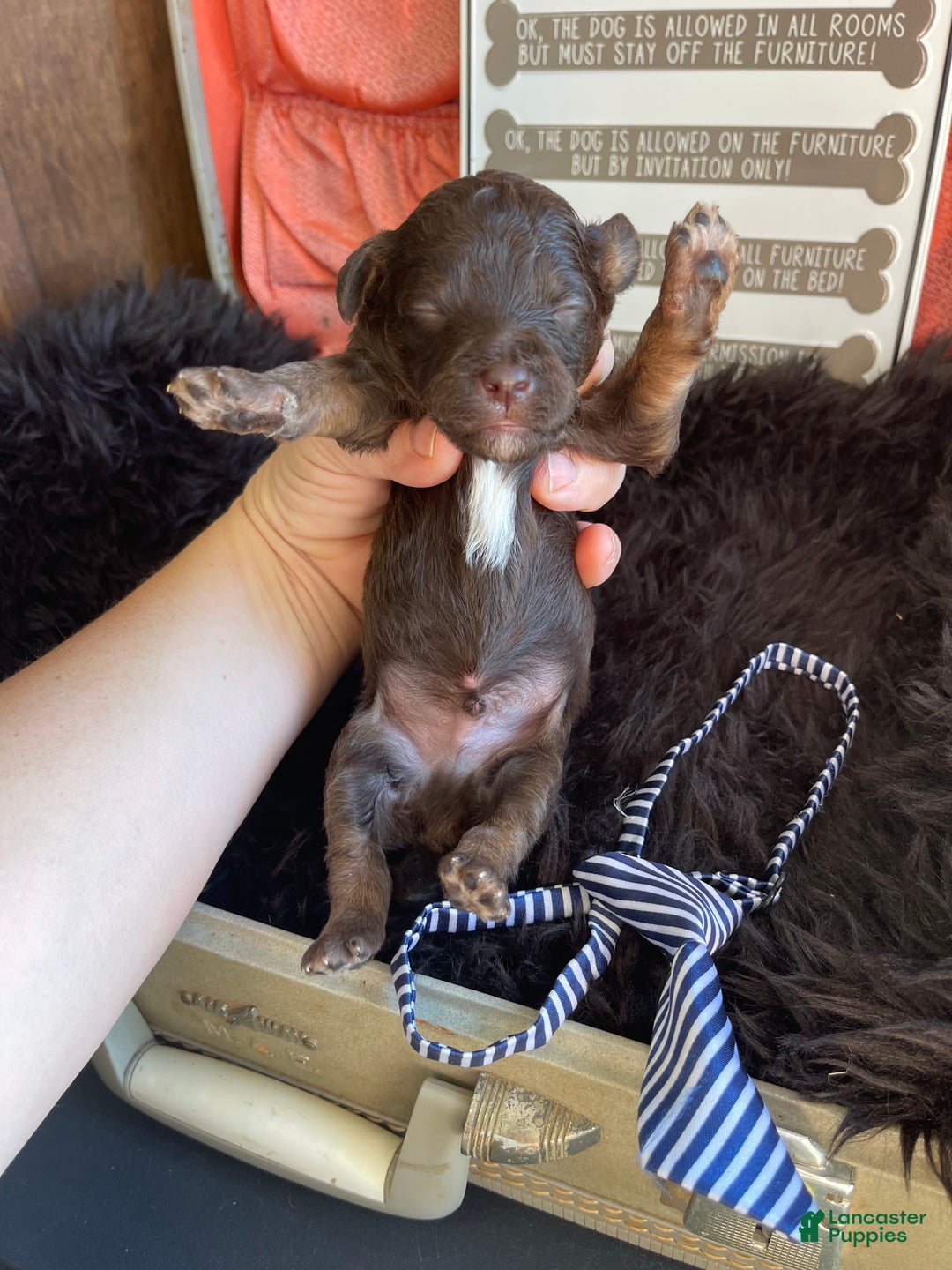 Miniature Poodle dogs for sale: Akc Clear Chocolate Phantom Boy 1 - Ad 18