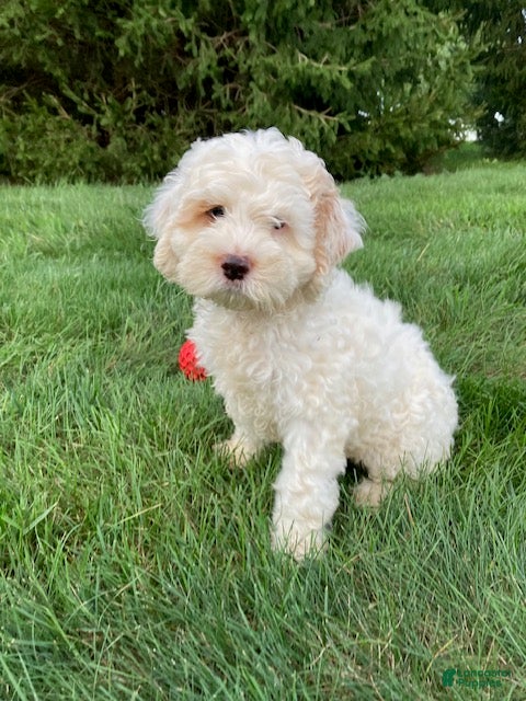 Buddy, Cockapoo