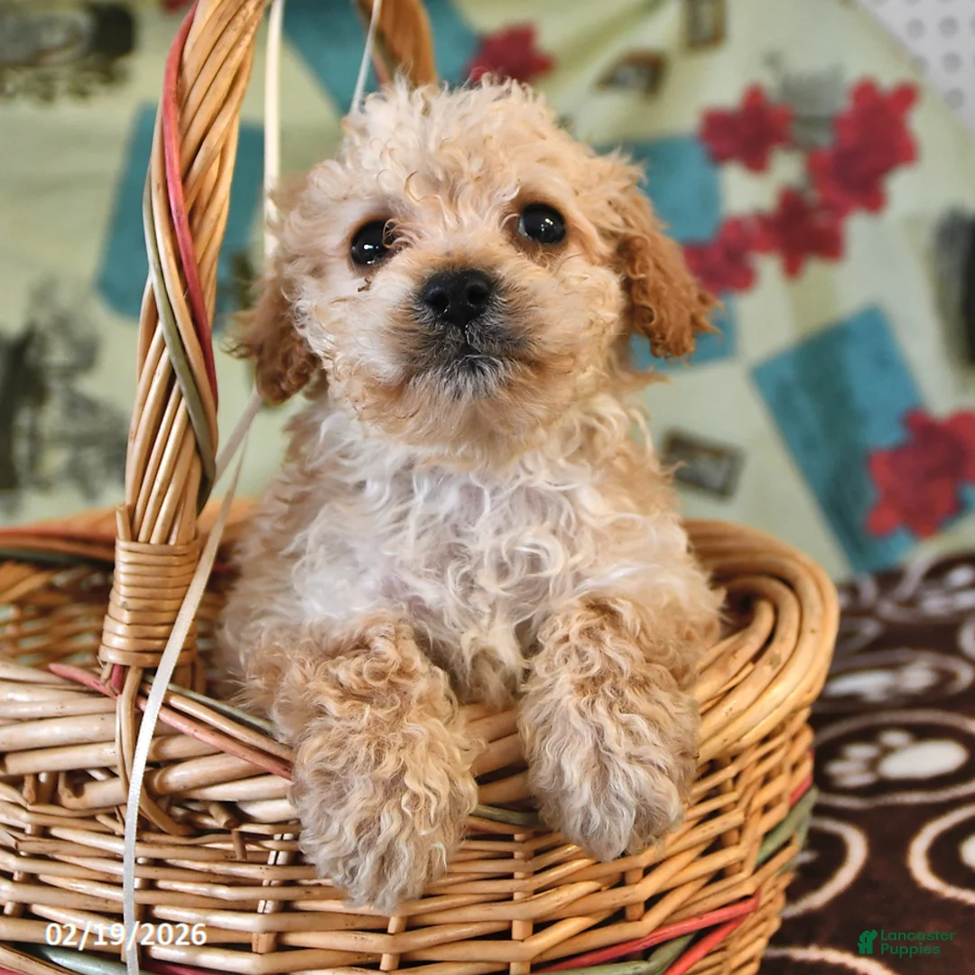 Cockapoo dogs for sale: Holly - Ad 1