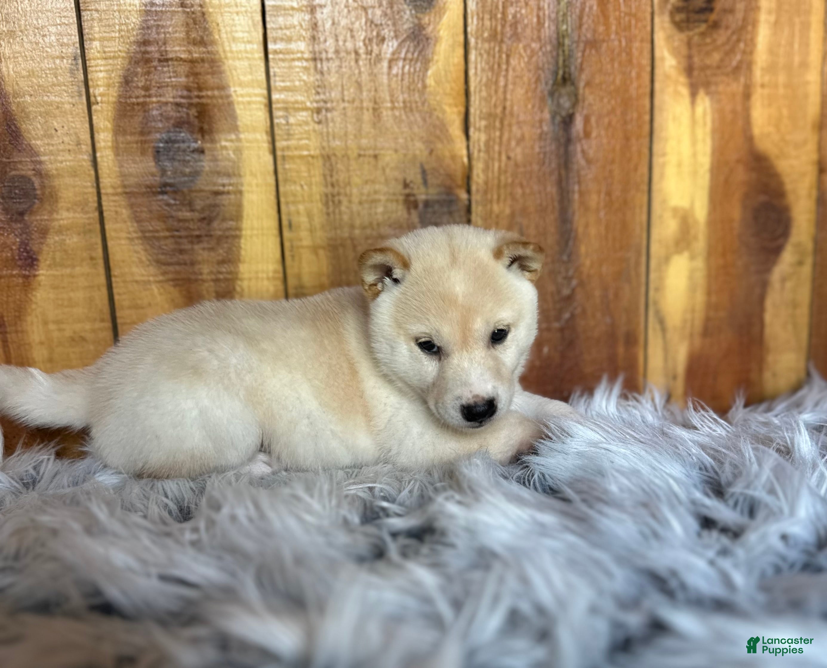 Shiba Inu dogs Shiba Inu Puppy 3 - Ad 2