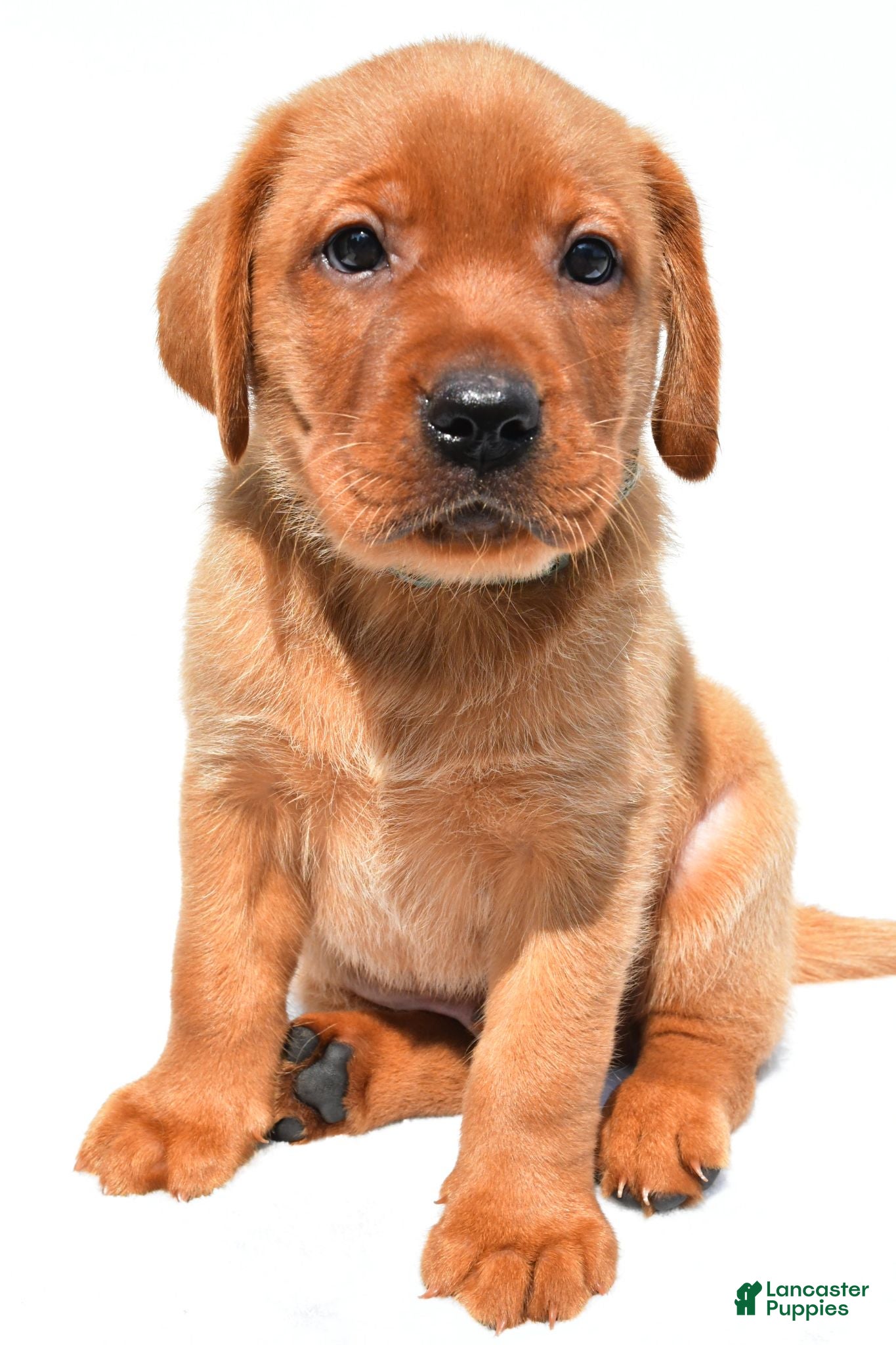 Labrador Retriever dogs Jack - Ad 1