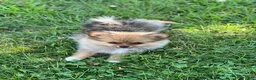 Pomeranian dogs for sale: Ruby - Ad 4