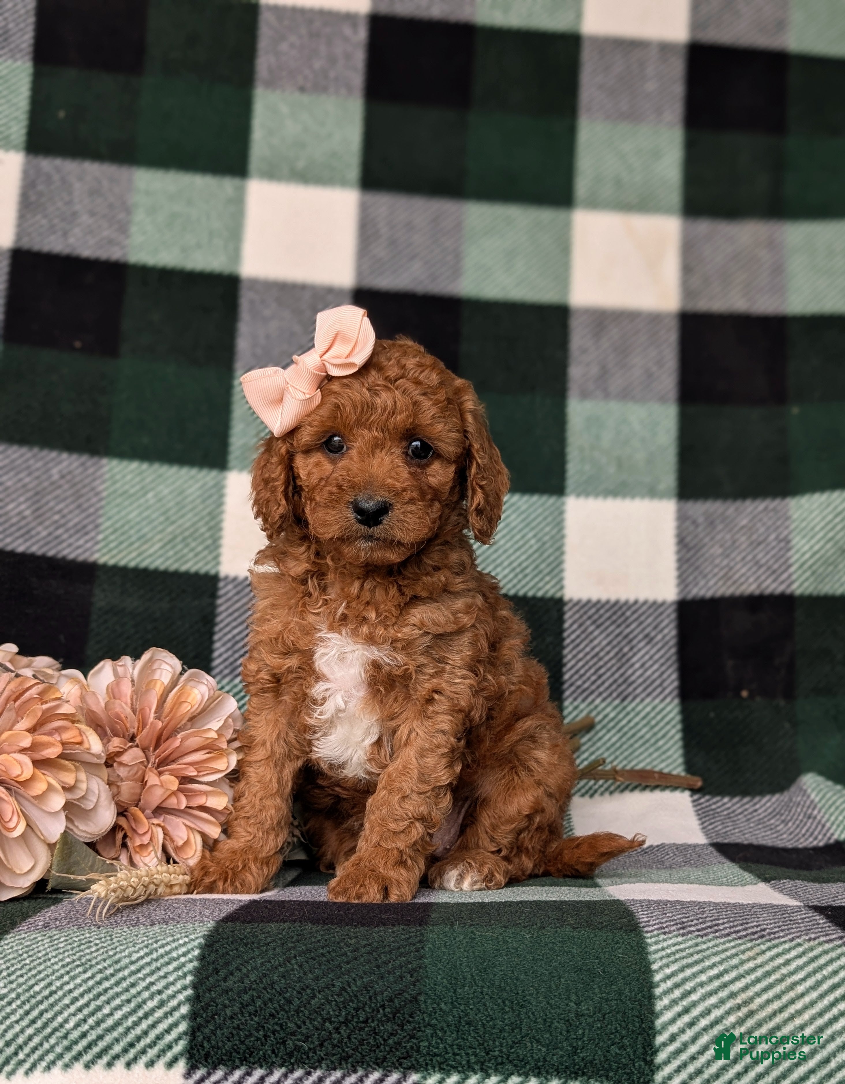 Mini Goldendoodle dogs Tehya 9 lbs Full Grown - Ad 1