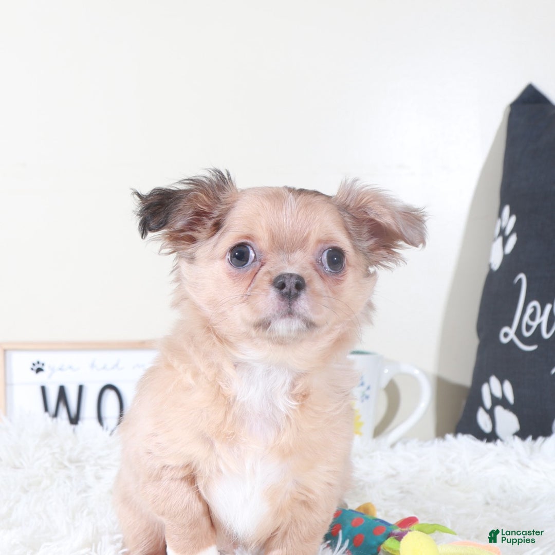 Chihuahua dogs for sale: Chihuahua Puppy Flicka - Ad 5
