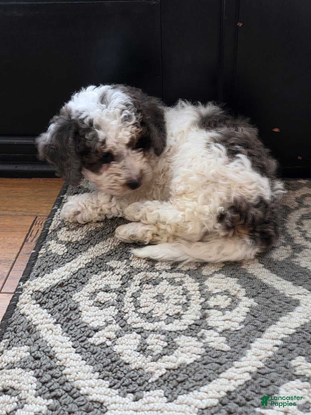 Mini Goldendoodle dogs for sale: Juno - Ad 3