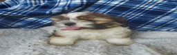 Shih Tzu dogs for sale: Larry - Ad 4