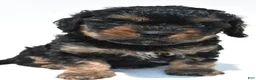 Cavapoo dogs for sale: Gracie - Ad 6