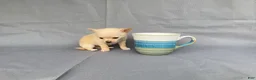 Chihuahua dogs for sale: Milo - Ad 4