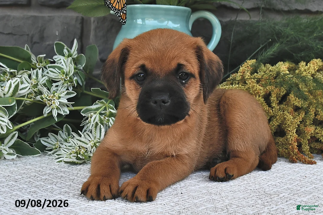 Mixed Breed dogs for sale: Taffy  - Ad 1