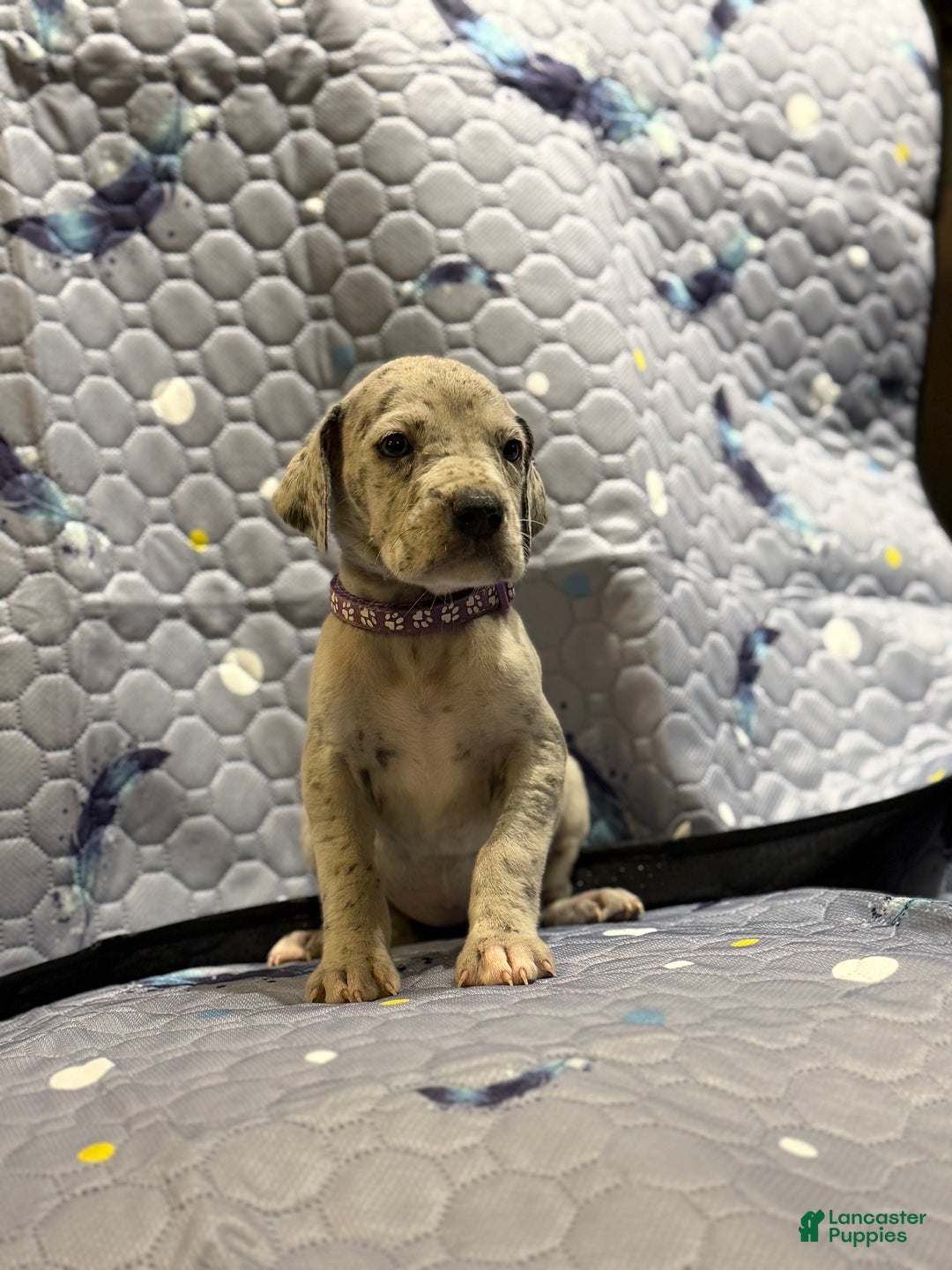 Great Dane dogs for sale: Amy - Ad 1