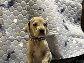 Great Dane dogs Amy - Ad 40