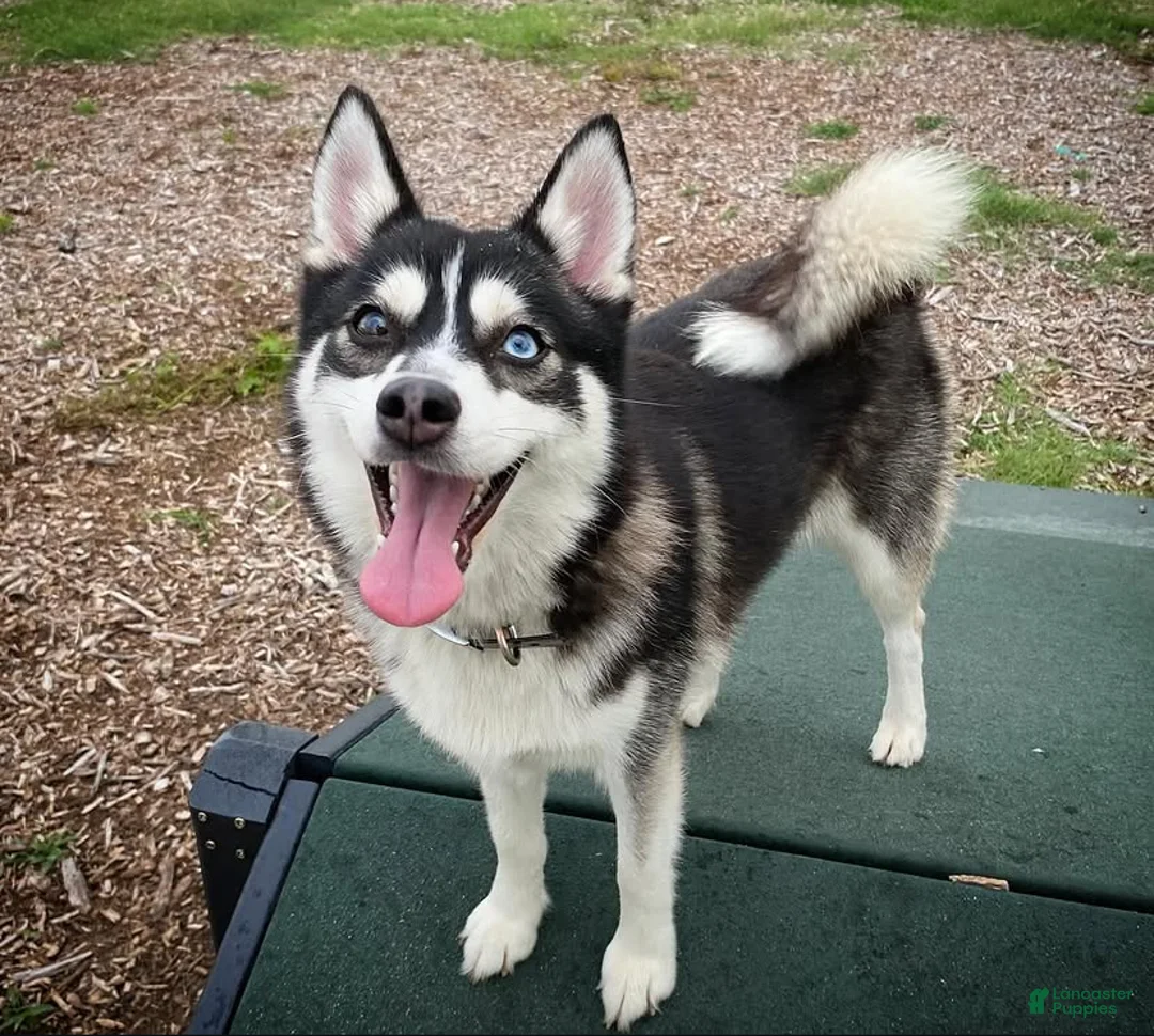 Pomsky dogs for sale: Clover  - Ad 5