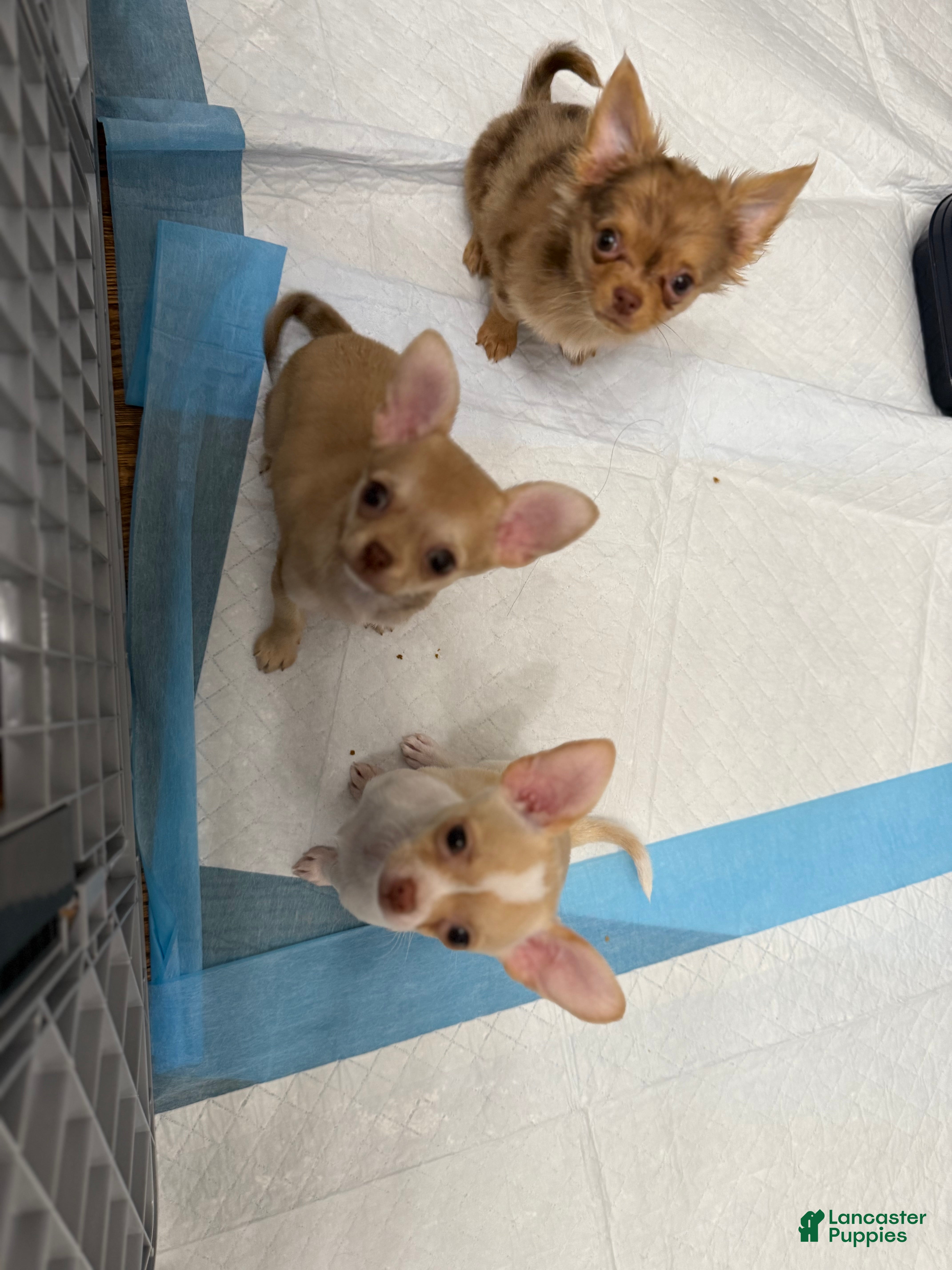 Chihuahua dogs Luna - Ad 32