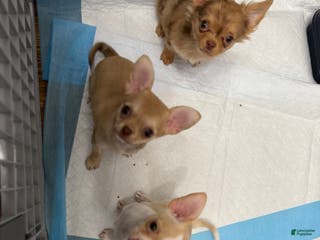 Chihuahua dogs Luna - Ad 38