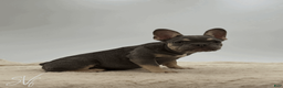 French Bulldog dogs for sale: Darlene - Ad 3