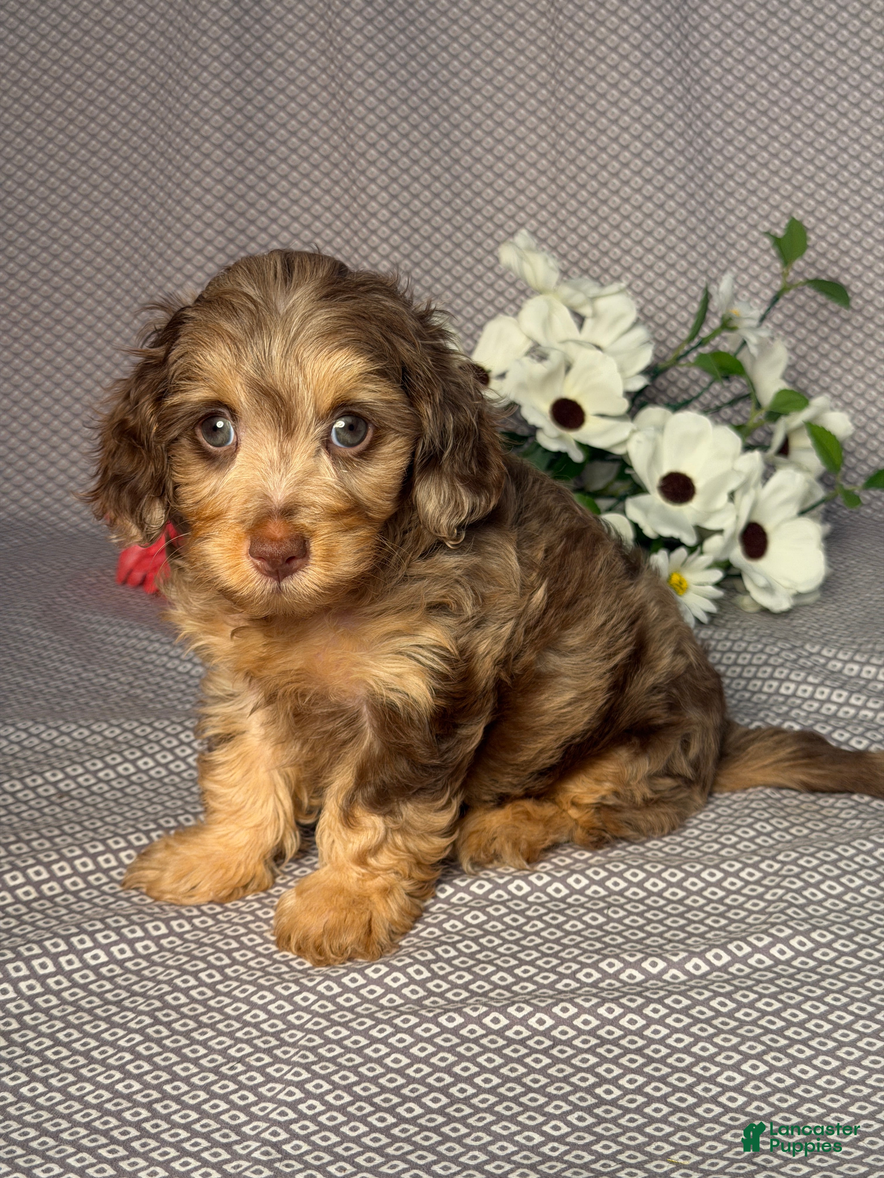 Doxiepoo dogs Bonnie - Ad 2