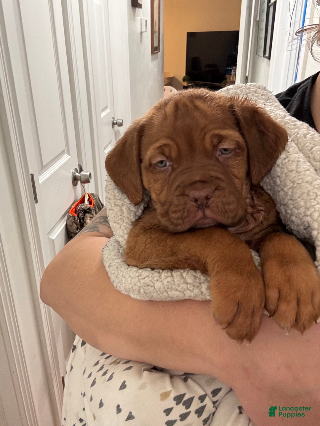 Dogue De Bordeaux dogs for sale: Dogue De Bordeaux Puppy 5 - Ad 10