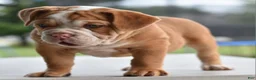 Mixed Breed dogs for sale: Hercules Bulldog hybrid  - Ad 50