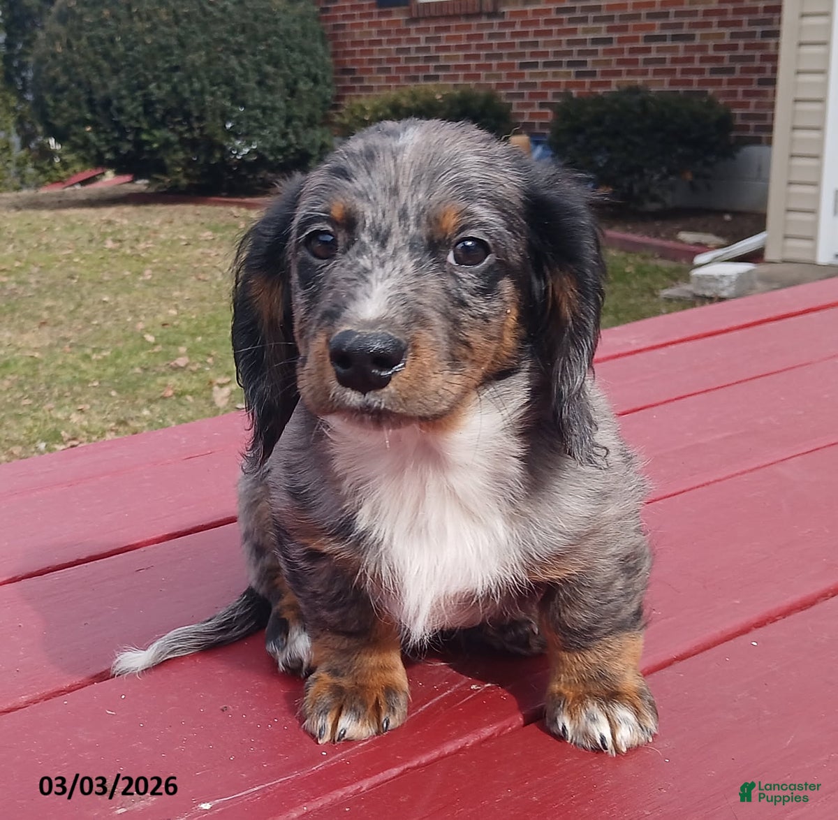 Miniature Dachshund dogs Valentino - Ad 1