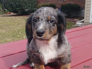 Miniature Dachshund dogs for sale: Valentino - Ad 4