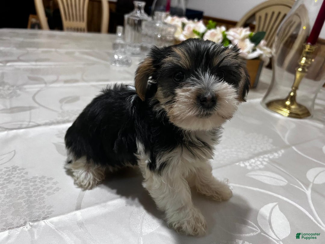 Biewer Terrier dogs for sale: Puppy - Ad 1