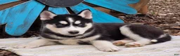 Siberian Husky dogs for sale: Brody - Ad 4