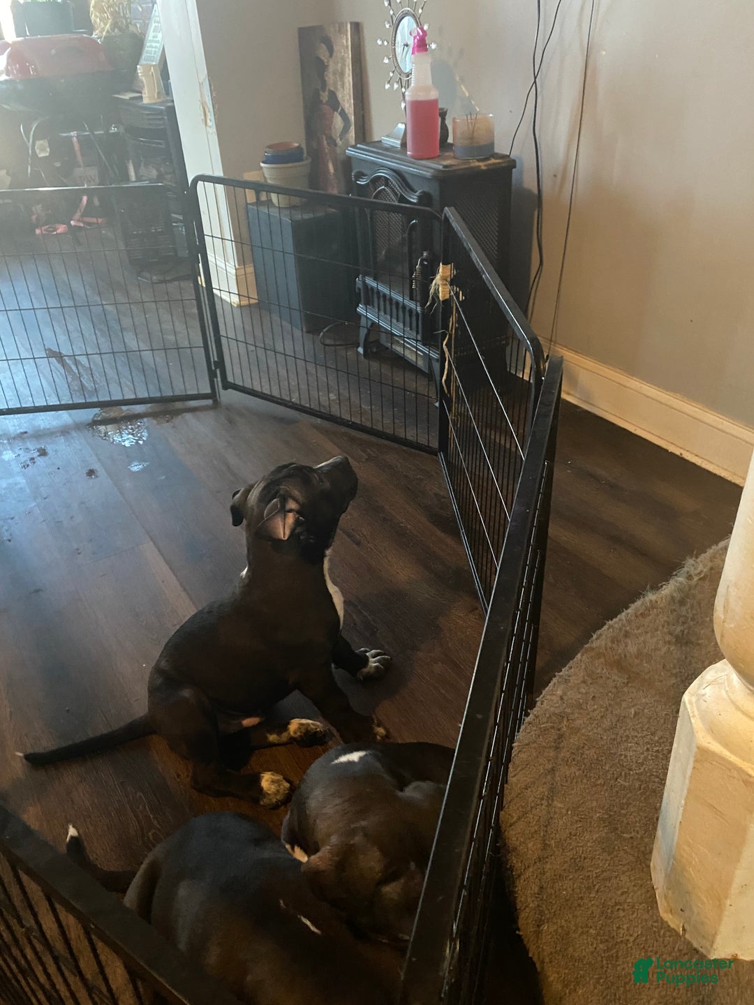 Mixed Breed dogs for sale: Mixed Breed Puppy 2 - Ad 1