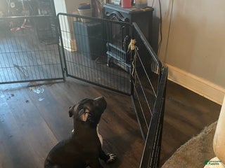 Mixed Breed dogs Mixed Breed Puppy 2 - Ad 9