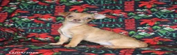 Chihuahua dogs for sale: Lexi   - Ad 3