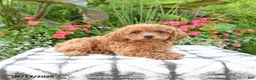 Toy Poodle dogs for sale: Ayla - Ad 4