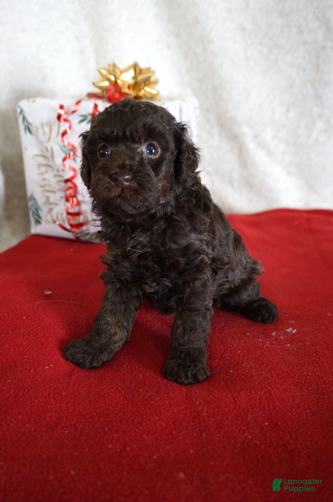 Toy Poodle dogs for sale: Lexi - Ad 5