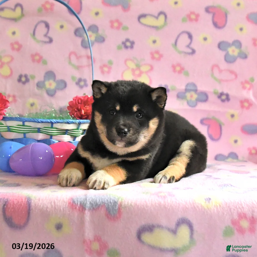 Shiba Inu dogs for sale: Dixie - Ad 2